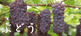ぶどう